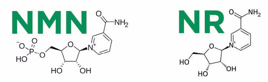 NMN vs NR