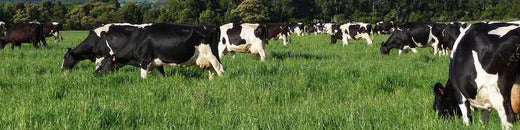 What does grass-fed mean and what are the health benefits?