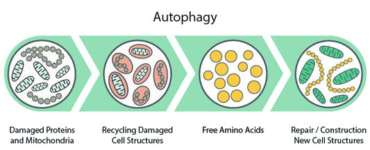 Discover the Benefits of Autophagy