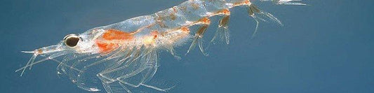 Why Krill oil is better than fish oil