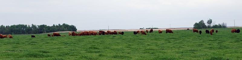 Unique Benefits of Pure Whey and Collagen